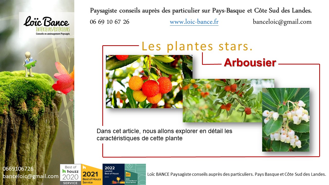 Paysagiste Arcangues. L'arbousier (Arbutus unedo) est une plante ornementale attrayante.