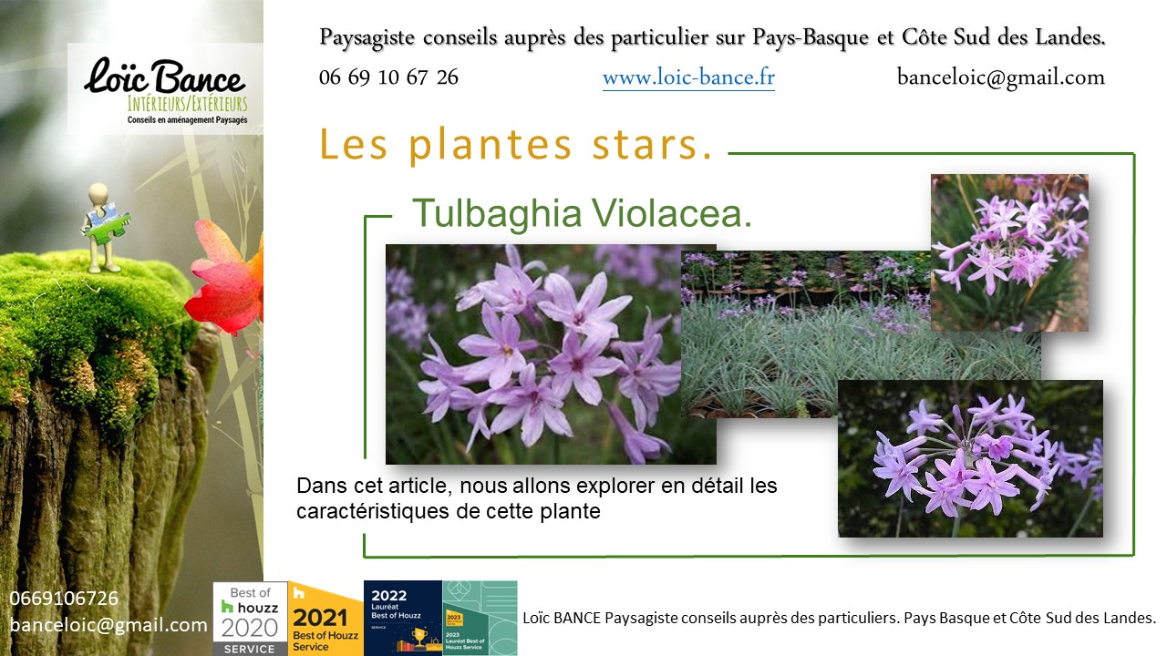 Arcangues paysage, fleurir votre jardin avec la Tulbaghia Violacea plante star de juillet 2024.